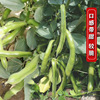 Beidou Seven -Star Grand Silkworm Bean Seed Seeds Seeds High -yield Spring, Summer Autumn and Winter Four Seasons Balcony Vegetable Laibi Seed