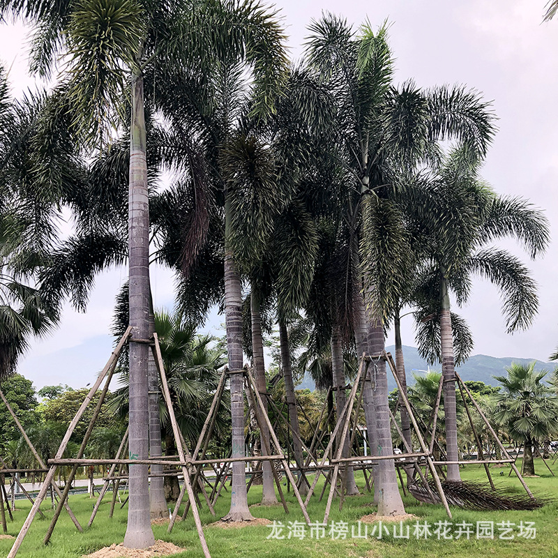 棕榈科屬植物批發價供應狐尾椰子樹房地産商場小區綠化風景樹包活