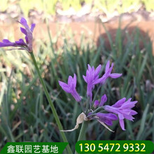 紫嬌花青州鑫聯基地 花期長的開花植物  多年生紫嬌花批發價格