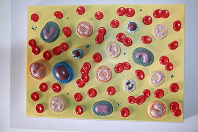 医信MDCD人体血细胞放大模型 细胞模型|ru