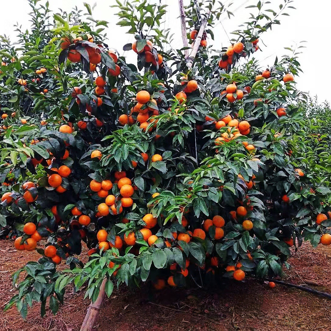 Wo саженцы апельсина 3