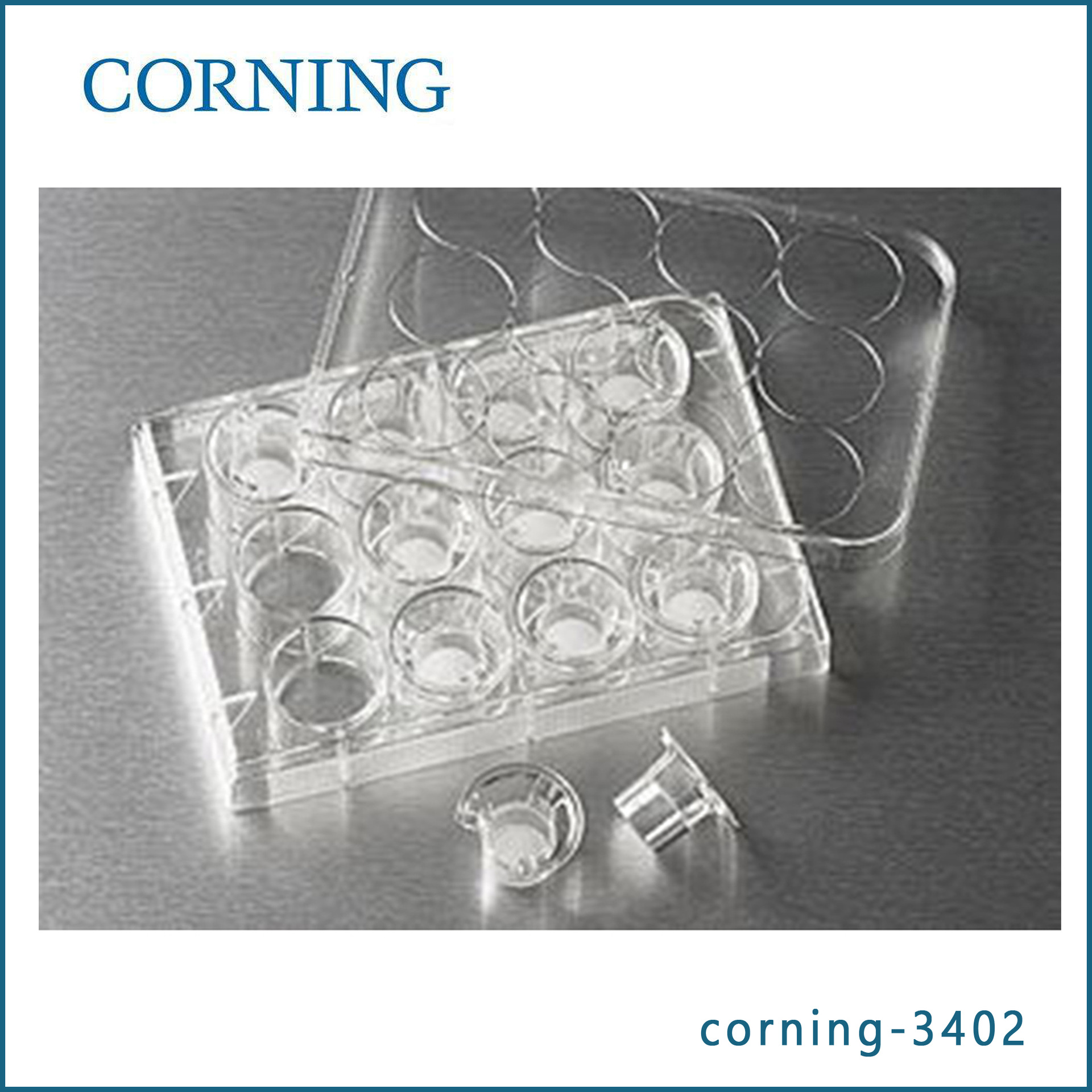 康宁Corning3402Transwell嵌套 (带聚碳酸脂膜12mm 3.0um)12个/板