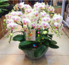 Four Seasons Phalaenopsis Potted Popular Plant Room living room Flower and Plants Four Seasons Four Blossoms Bottom Pot Shipping