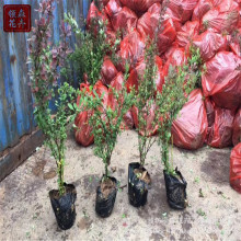 ���~С�޾G�h �t�~С�ރr�� �@�ֹ��@�G������ ���ݻ���