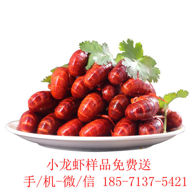 今锦上十三香辣小龙虾净虾750g中号4-6钱餐饮同款海鲜火锅方便菜