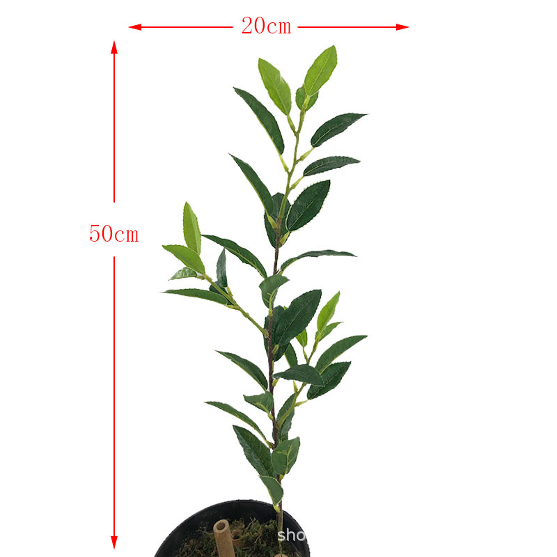 XRB-130 单枝大白茶叶1.jpg