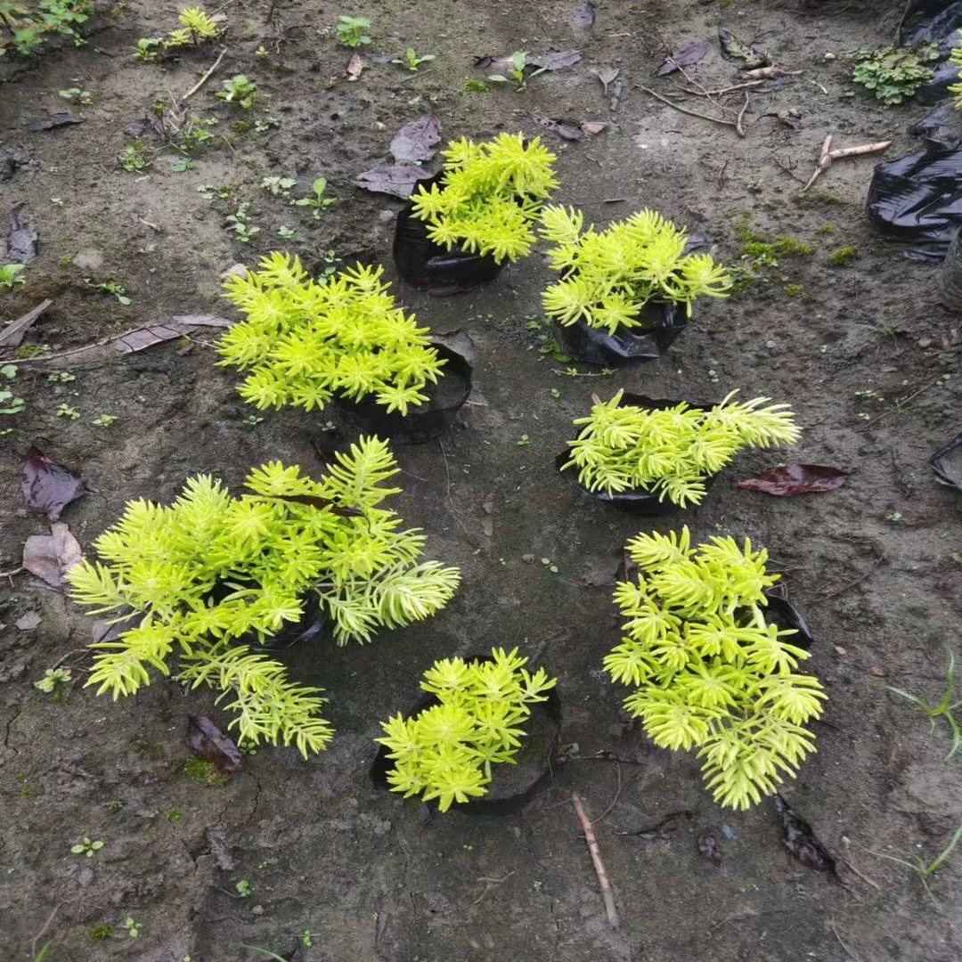 База Чэнду продает большое количество почвопокровных морозостойких и засухоустойчивых растений, овсяницы с золотистыми листьями, ландшафтных цветно-листовых растений.