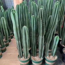 ������ֱ��������ֲ�� ���Ի��ܾGֲ������ֲ��  �����