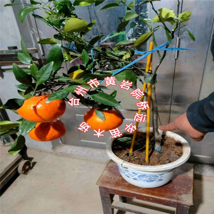 甘平（爱嫒34）新品种果树苗柑橘果苗树苗橘子树苗木柑桔地栽庭院|ms