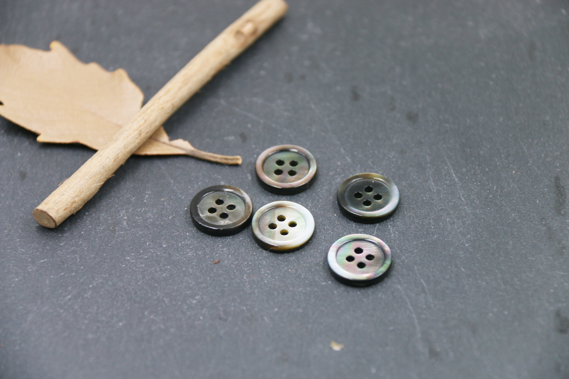 细边四眼黑碟贝 (2).JPG