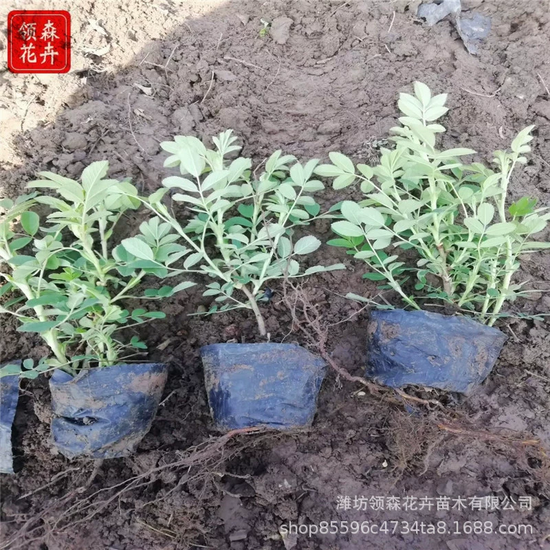 Четыре сезона Роза Хеджеров Съедобная Роза Защита склона Дорога Ландшафтный проект Рассада