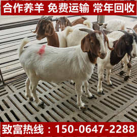 合作养羊出售波尔山羊绵羊黑山羊白山羊小羊羔欢迎咨询羊羔价格