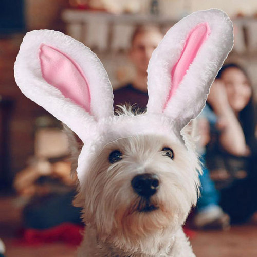 Chibi Pet Dog and Cat Cute Head Accessories for Christmas Birthday Party Bunny Ear Head Flowers