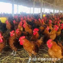 散养鸡出售 散养鸡出售品牌 图片 价格 散养鸡出售批发 阿里巴巴