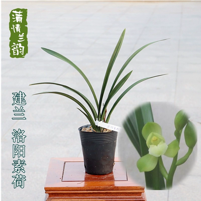 Jianlan Four Seasons Орхидея Лоян Сухэ Лучжоу-аромат орхидеи Рассада лоскута лотоса Внутреннее зеленое растение Цветочное растение в горшке