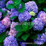 庭院观花绿植花卉八仙花绣球盆栽花无尽夏阳台植物室内观赏摆放