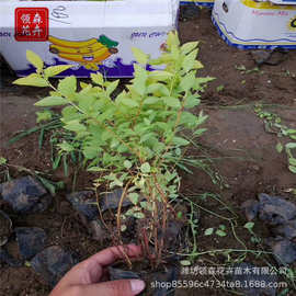 日本绣线菊 粉花金山金焰绣线菊  多年生营养钵苗 工程绿化