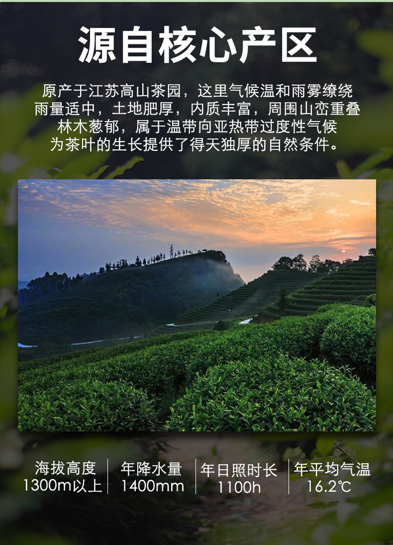 绿茶_10.jpg