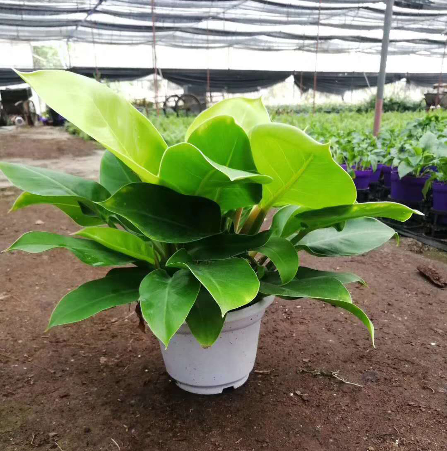 Supplying base Houseplants Flower Pot Home Botany Potted plant flowers and plants Clean air 200 Jin Di Wang