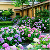 Flower seeds wholesale (geranium flower seeds) foreign hydrangea seed seeds mixed color hydrangea seeds blooming in four seasons