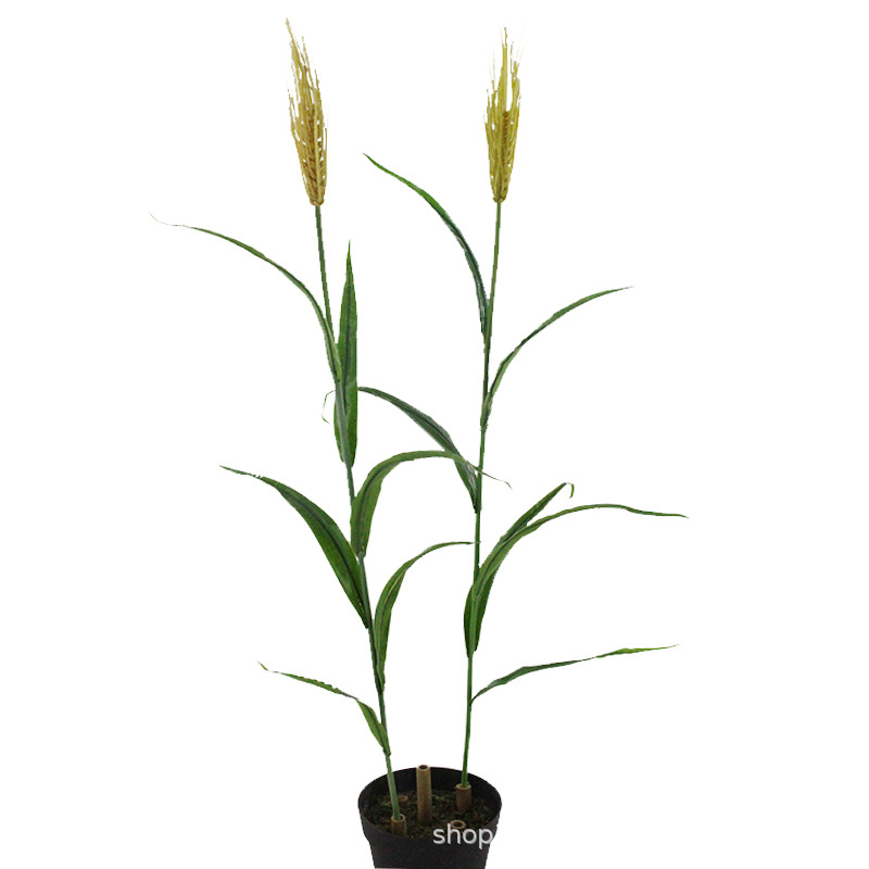 XRB-137 单枝小麦6叶1穗1米 (2).jpg