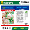 Cream strawberry, cute fruit eating bib, wholesale