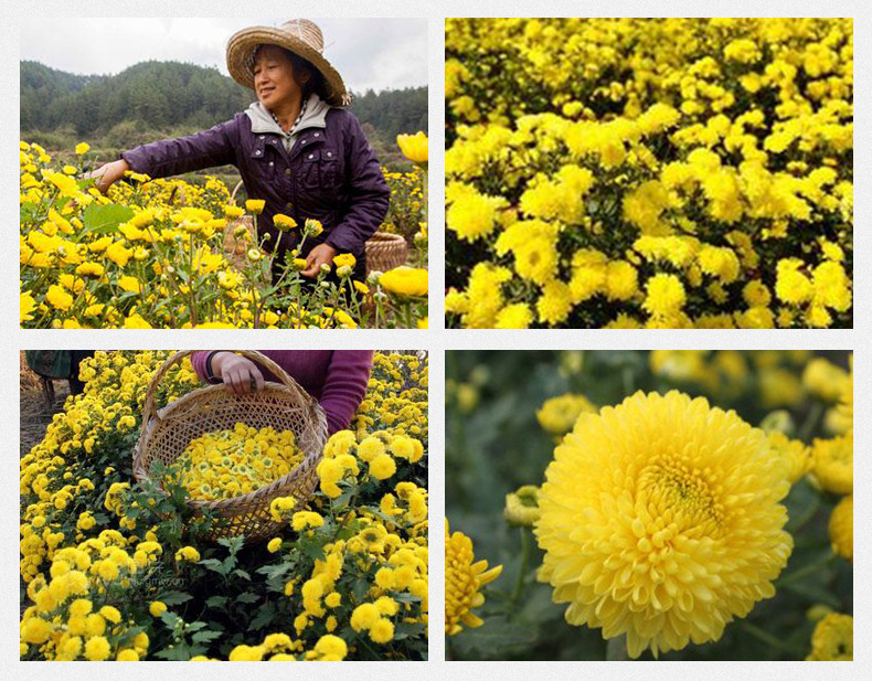 Yellow Chrysanthemum Tea Huang Ju Loose Dried Flowers 500g Bulk Herbal Tea from Huangshan preparation