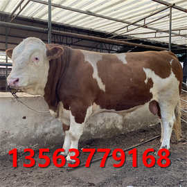 养殖牛 成牛 夏洛莱牛价格 哪里的牛多 哪儿有肉牛