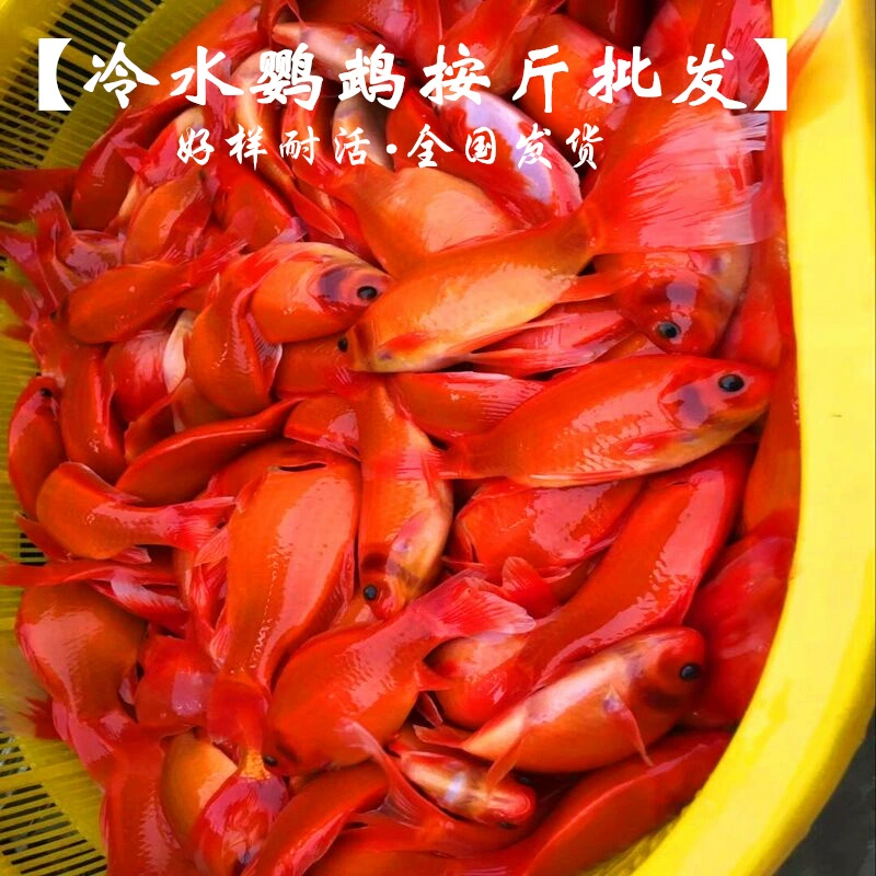 Декоративные рыбы, холодная вода, попугай, черноокая трава, золотая рыбка, оптовая продажа за фунт, ежемесячные продажи [ 250kg ] транспортная упаковка, живая упаковка, повреждение