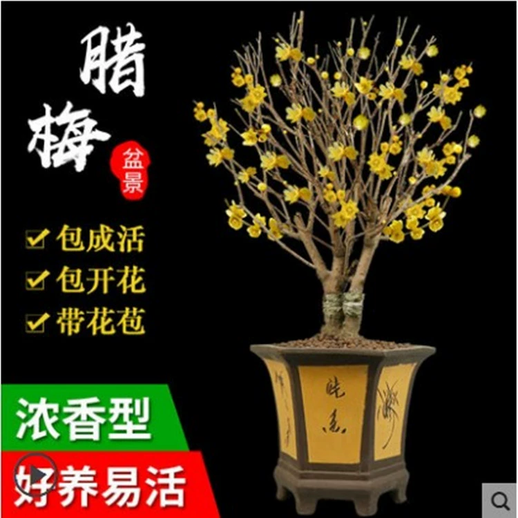 Цветение сливы Красная слива зимняя зеленая слива саженец Лучжоу-Ароматический бассейн посажен во внутреннем дворе старый ворс зимнее Морозостойкое цветение Бесплатная доставка