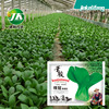 Hybrid green crown green stalk seeds Hua Guan Xiaoguan Xiaoguan Seeds Seeds, heat resistance, humidity, and seasons sowing vegetable seeds