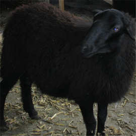正规养殖场四季出售乌骨绵羊成年乌骨绵羊羊苗母羊包成活提供养殖