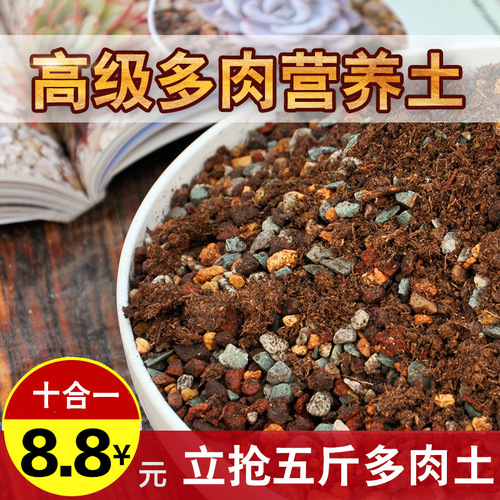 Special potting soil for succulents, succulent plant granular soil, peat soil, succulent repotting, leaf cuttings, planting, surface stones