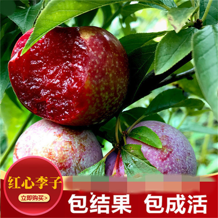 脆红李子树苗蜂糖三月李子苗三华李子果树苗南方北方种植庭院种植
