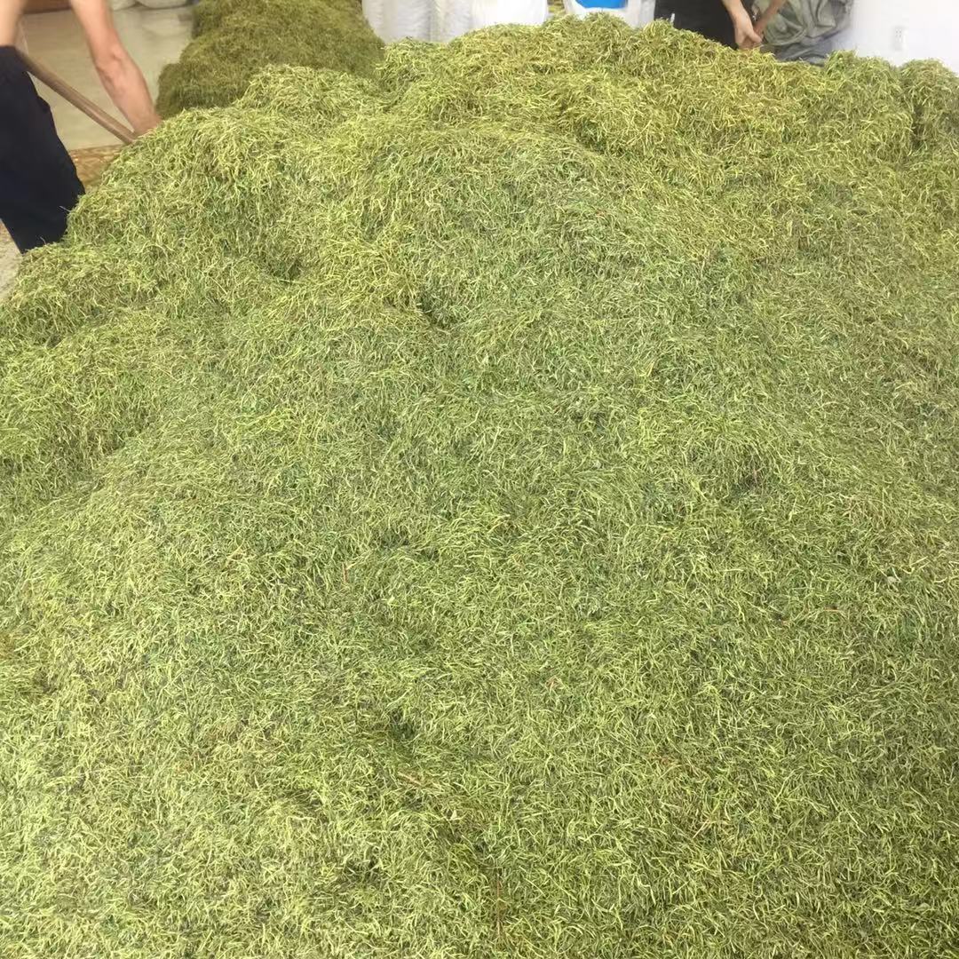 Honeysuckle Flower Tea Jin Yin Hua Dried Buds 500g Natural Sun Dried Herbal Tea for Brewing in use