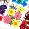 PRESSED FLOWER material bag dry flower pressure flower field combination of flower material bag and leaves paste painting