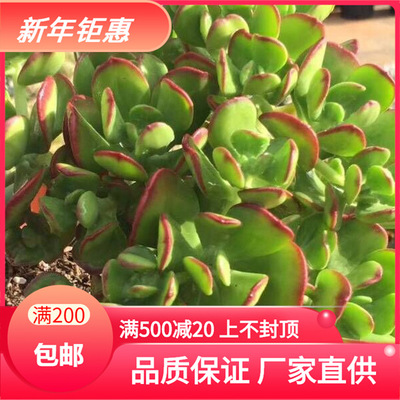 天羽多肉 砍头苗 达摩宝珠  多肉种苗 出状态番茄炒鸡蛋|ru
