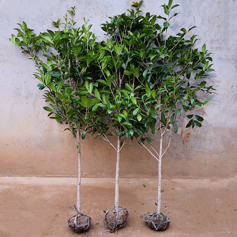 地栽桂花树苗别墅庭院绿化苗木原生实八月桂金桂丹桂盆栽批发