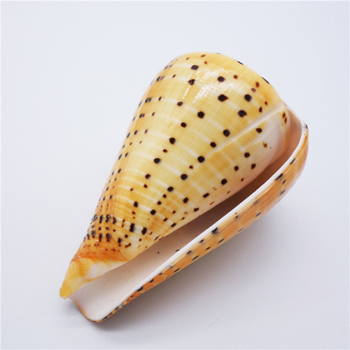 Factory sales seashell conch yellow corn snail living room bedroom home decoration craft work fish tank pot plant landscape