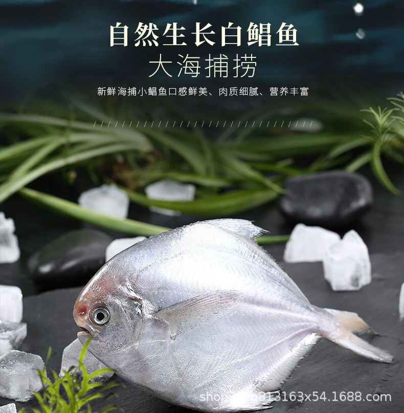 宁德厂家批发水产品深海捕捞鱼冷冻海鲜银鲳鱼白平鱼诚招代理_海水鱼类_