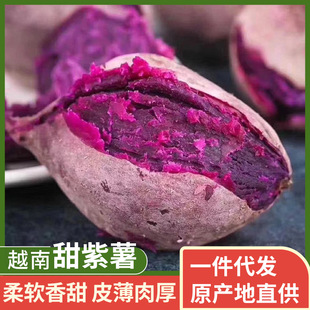 紫山芋圖片 海量高清紫山芋圖片大全 阿里巴巴