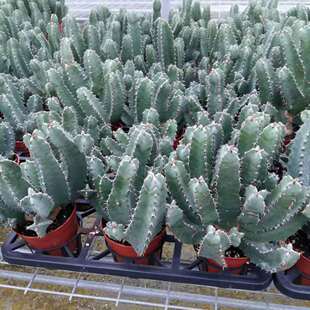 Base Direct Sales of Florals and Green Plants, Outdoor Potted Green Plants to Purify the Air, Home Green Plants, White Horn Unicorn