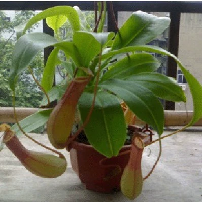 Кувшин трава зеленое растение горшечный цветок средство от комаров ловля мух растение Кордицепс ловля насекомых Пояс хлорофиллума Горшечное растение хорошо посажено