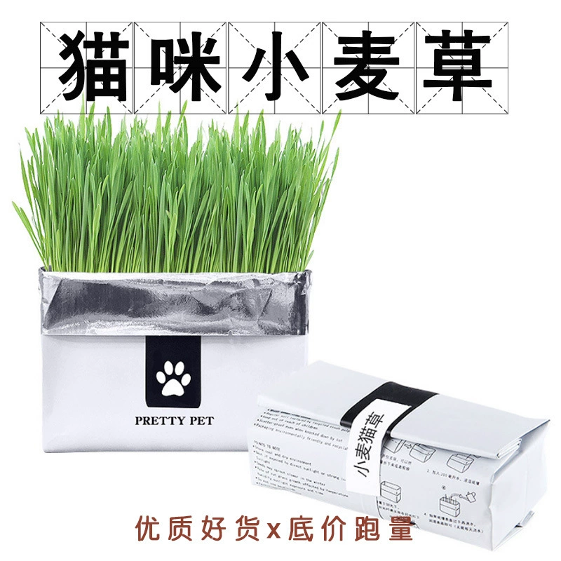 Беспочвенная культура Костюм из кошачьей травы Кошка Закуски Мяч для волос Пищеварение Кошачья трава Ленивые люди Гидропоника Органическая беспочвенная кошачья трава
