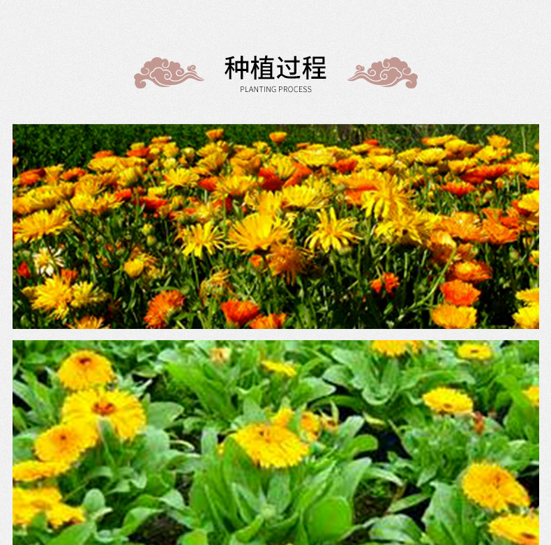 Calendula Flower Tea Jin Zhan Ju Dried Petals 500g Bulk Herbal Tea for Brewing in use