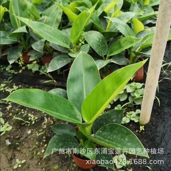 Base Wholesale Office 90# Green Princess Gold Diamond Philodendron…