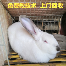 比利时兔子活物大型肉兔活体新西兰种兔伊拉种兔小白兔月月兔