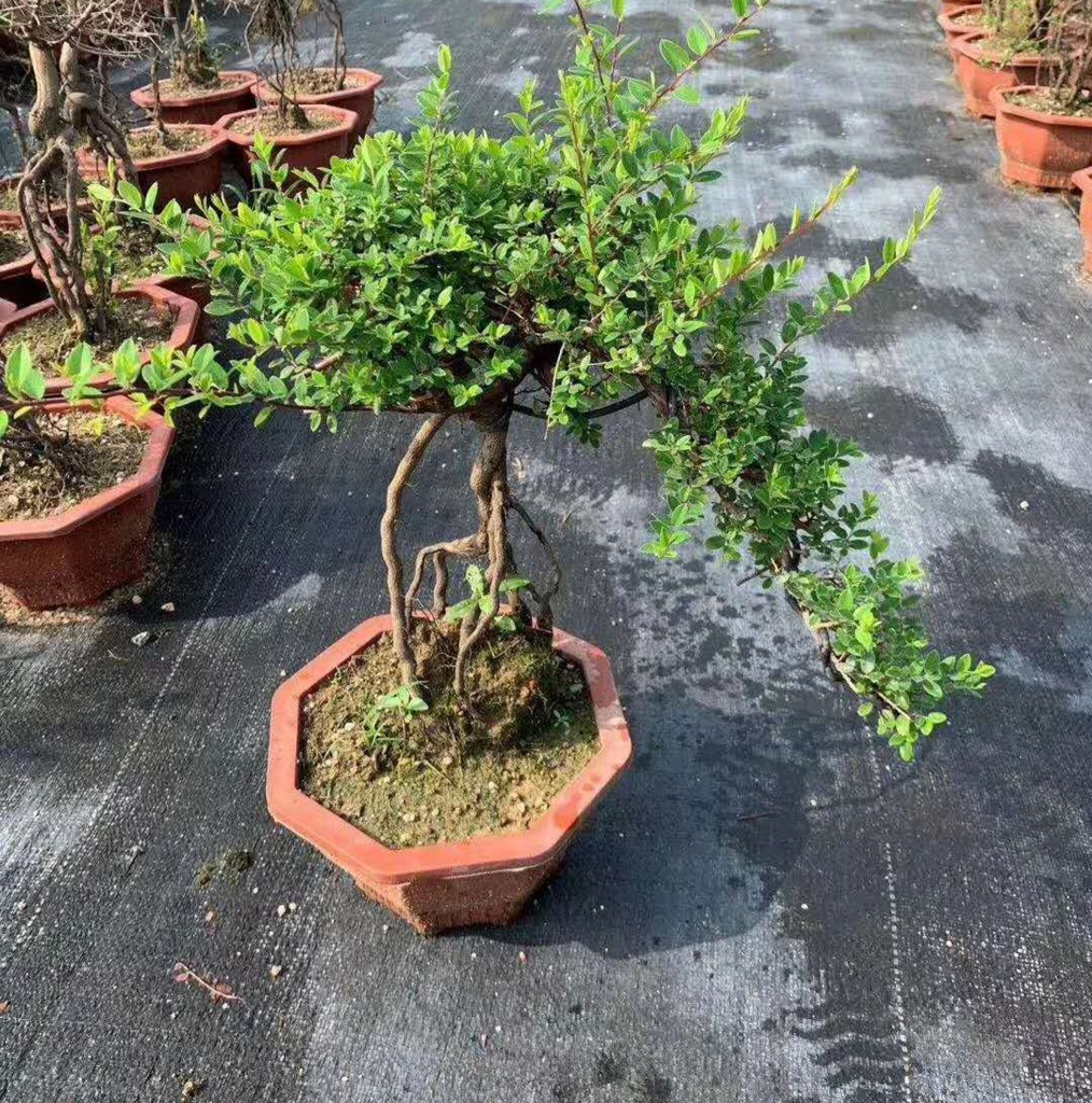 【基地直供】造型盆景室外盆栽绿植净化空气 居家花卉 200铁包金|ms