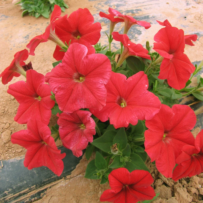 Подвесная петуния для двора и сада, горшечное растение, подвесной цветок петунии с ростком растения, уличная петуния