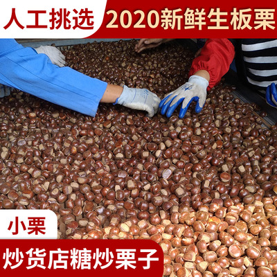 遷西板栗油栗/新鮮小中栗/速凍栗仁/開口笑冰板栗/合作社批發出售